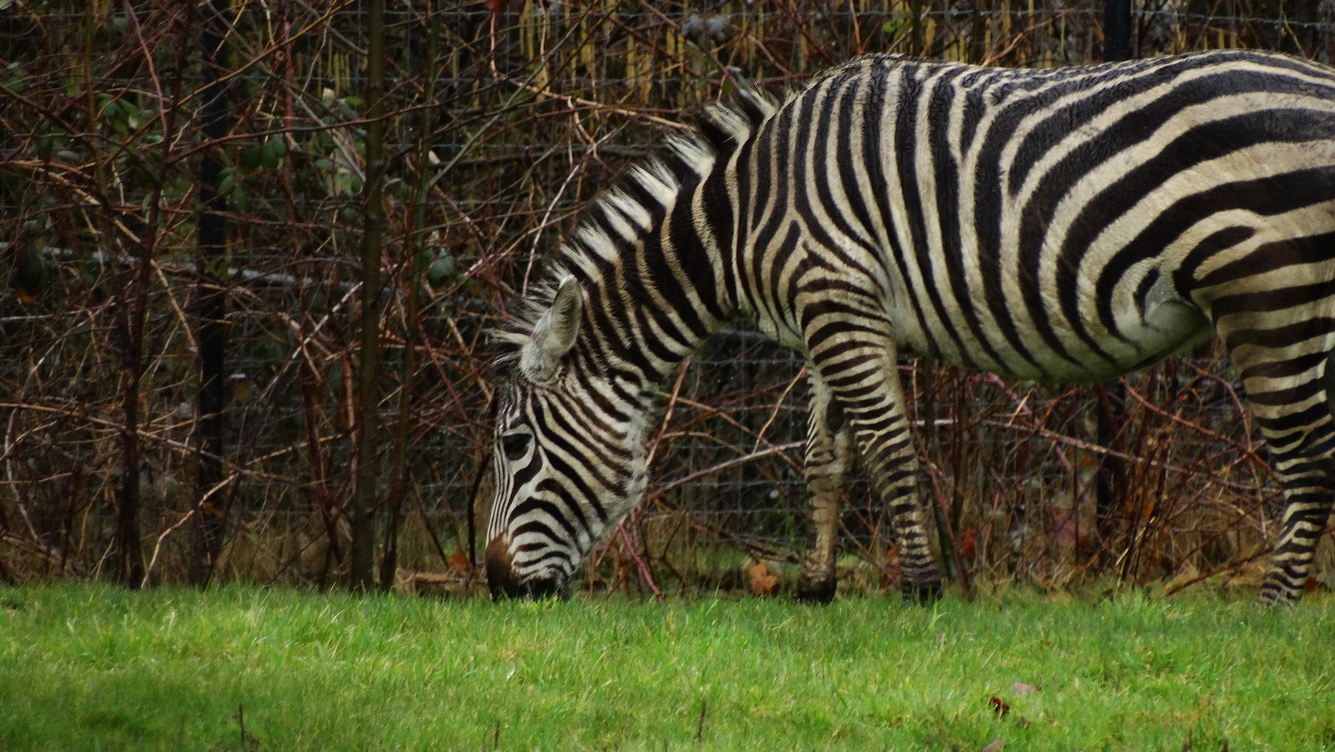 Plains Zebra