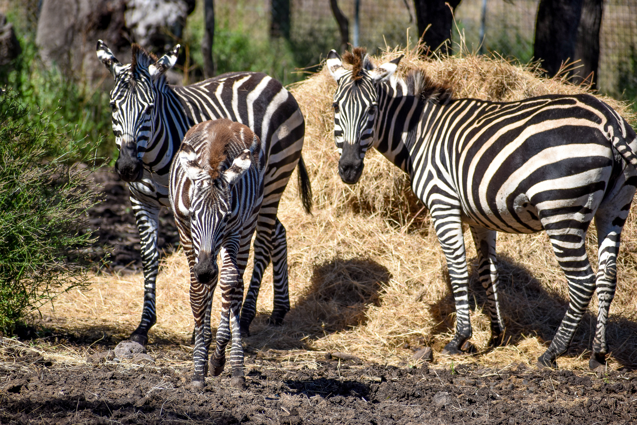 Plains Zebra