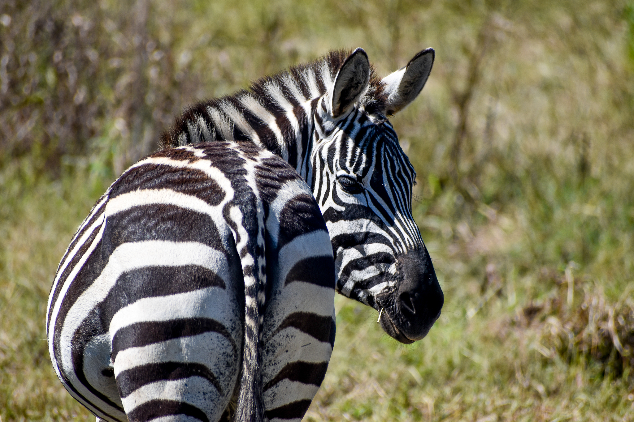 Plains Zebra