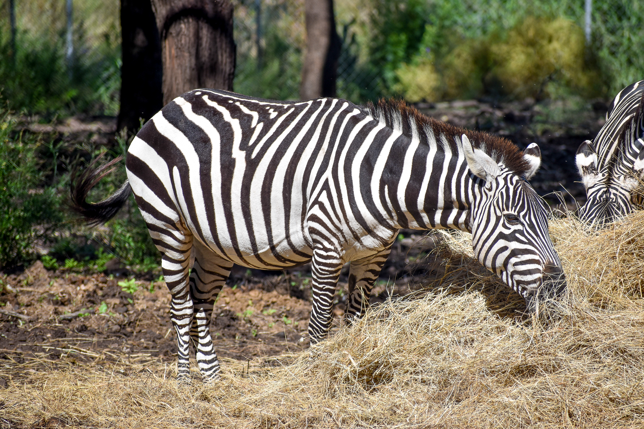 Plains Zebra