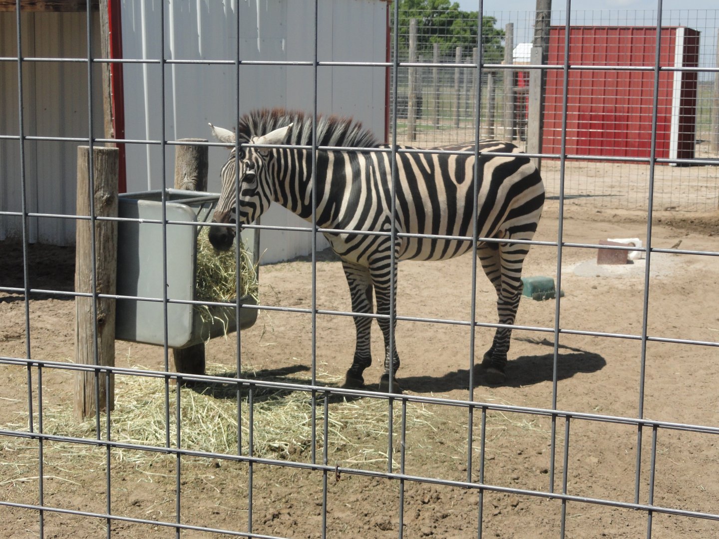 Plains Zebra