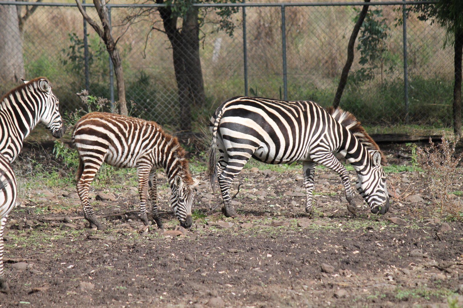 Plains Zebra