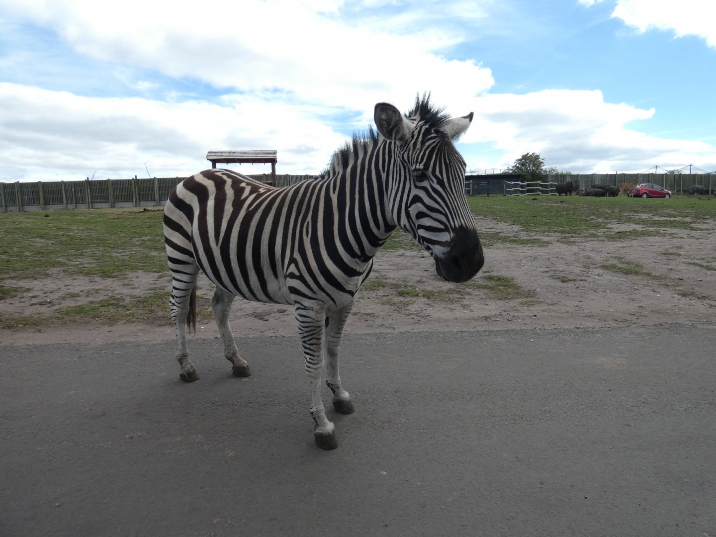 Plains zebra