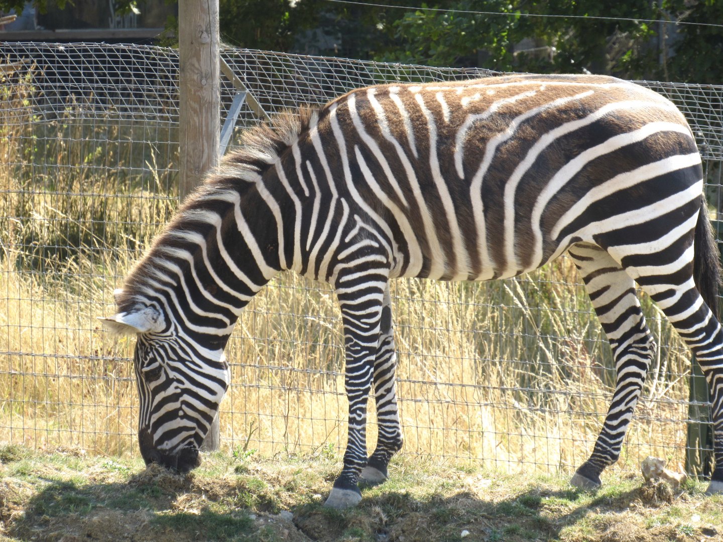 Plains Zebra