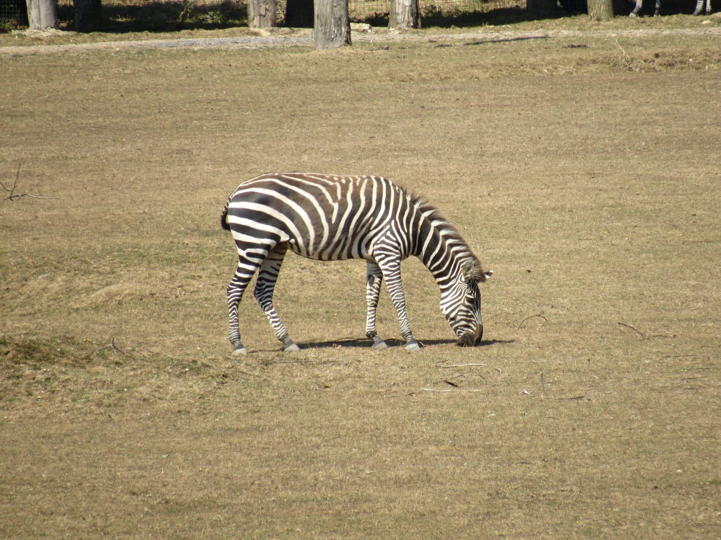 Plains Zebra