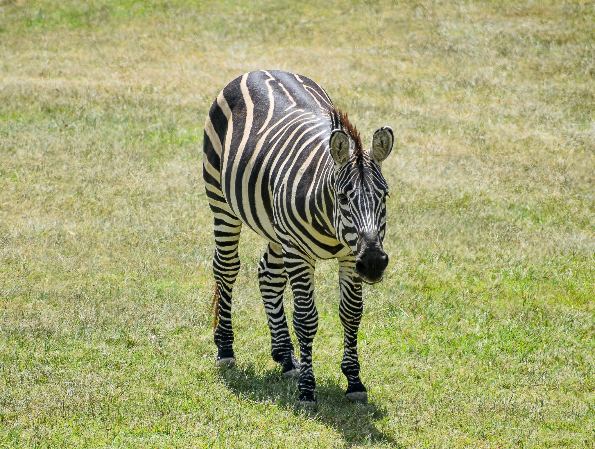 Plains Zebra