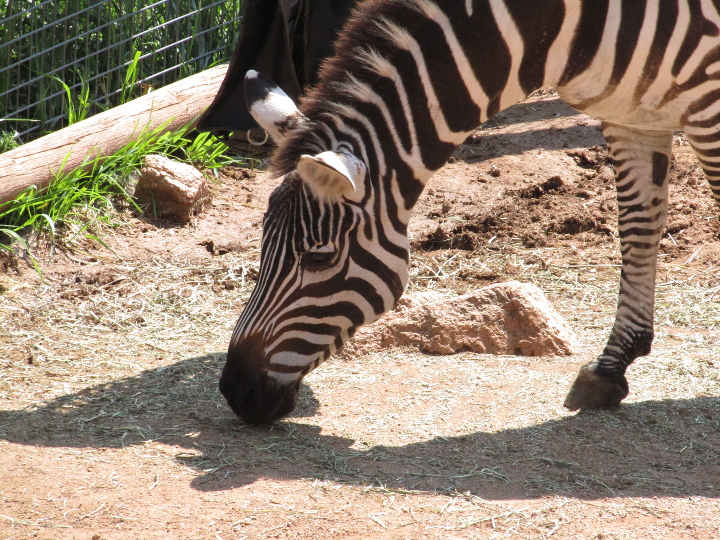 Plains Zebra