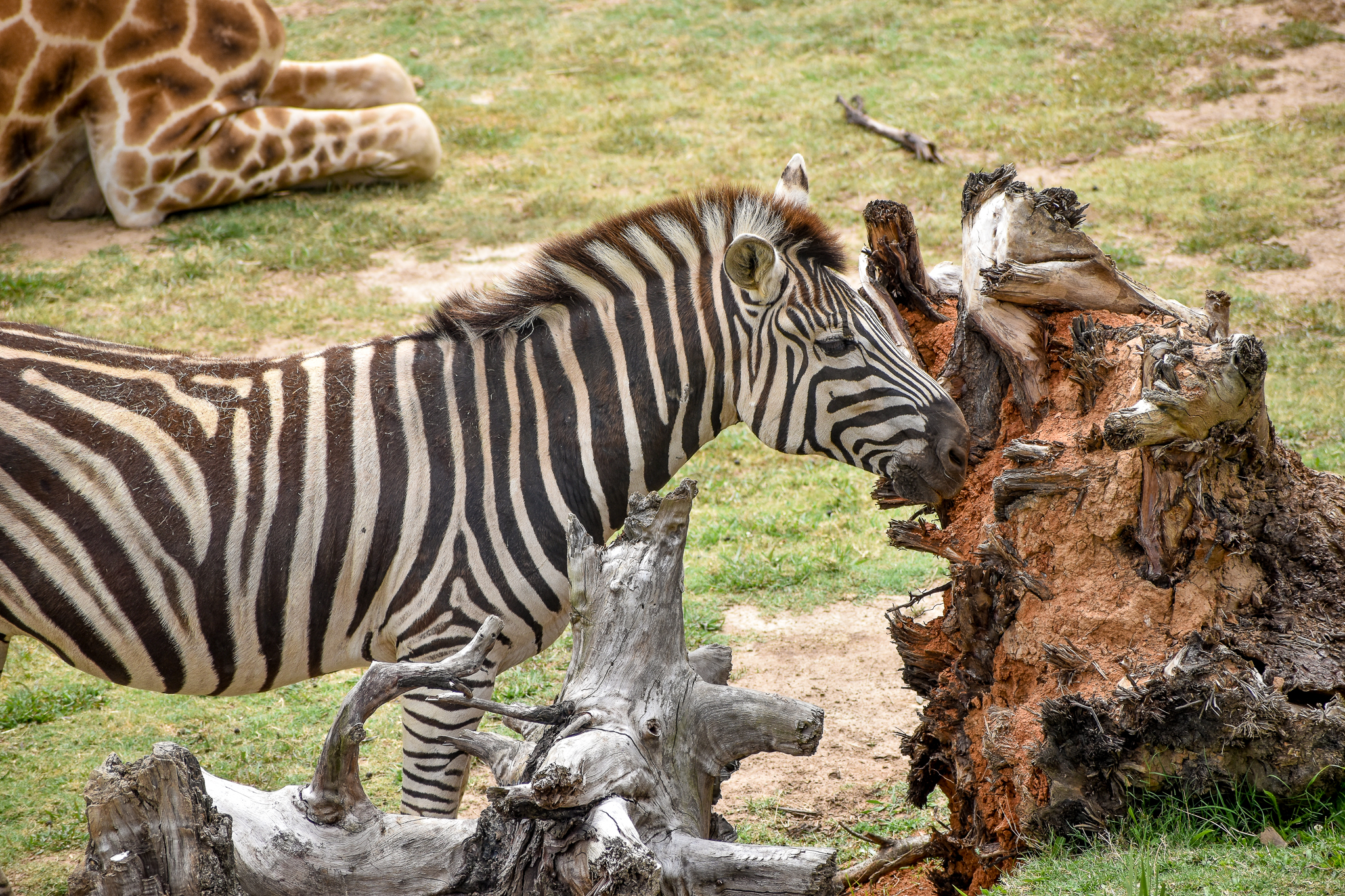 Plains Zebra