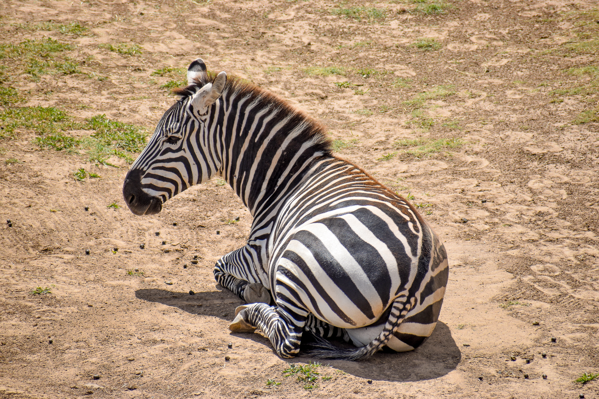 Plains Zebra