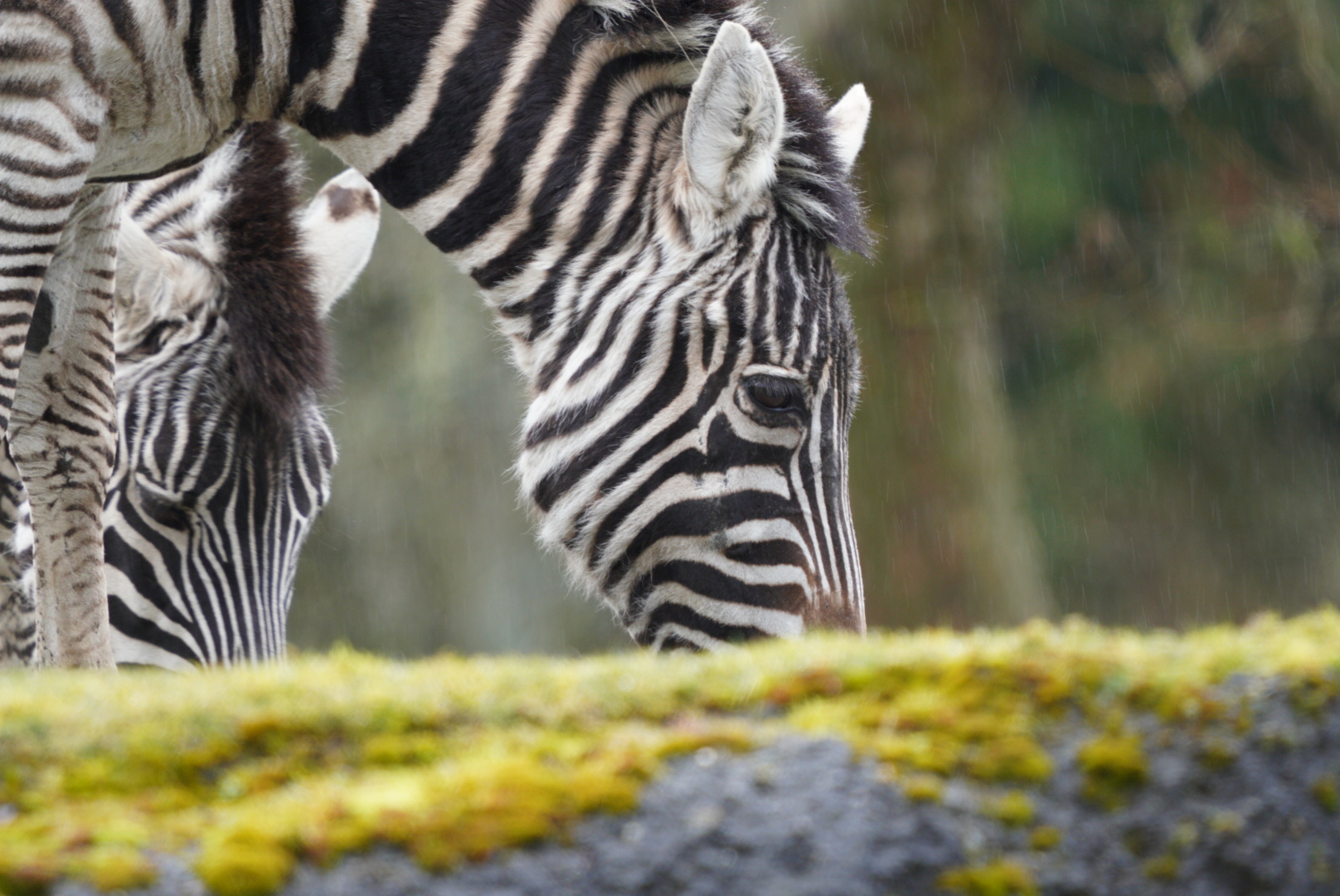 Plains Zebra