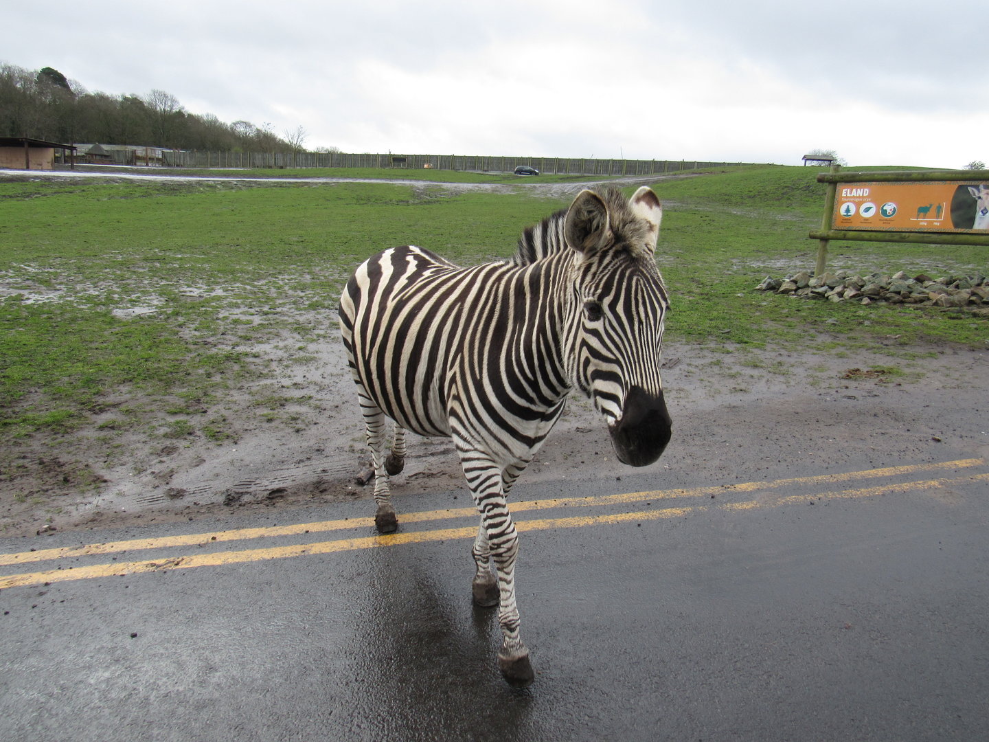 Plains Zebra
