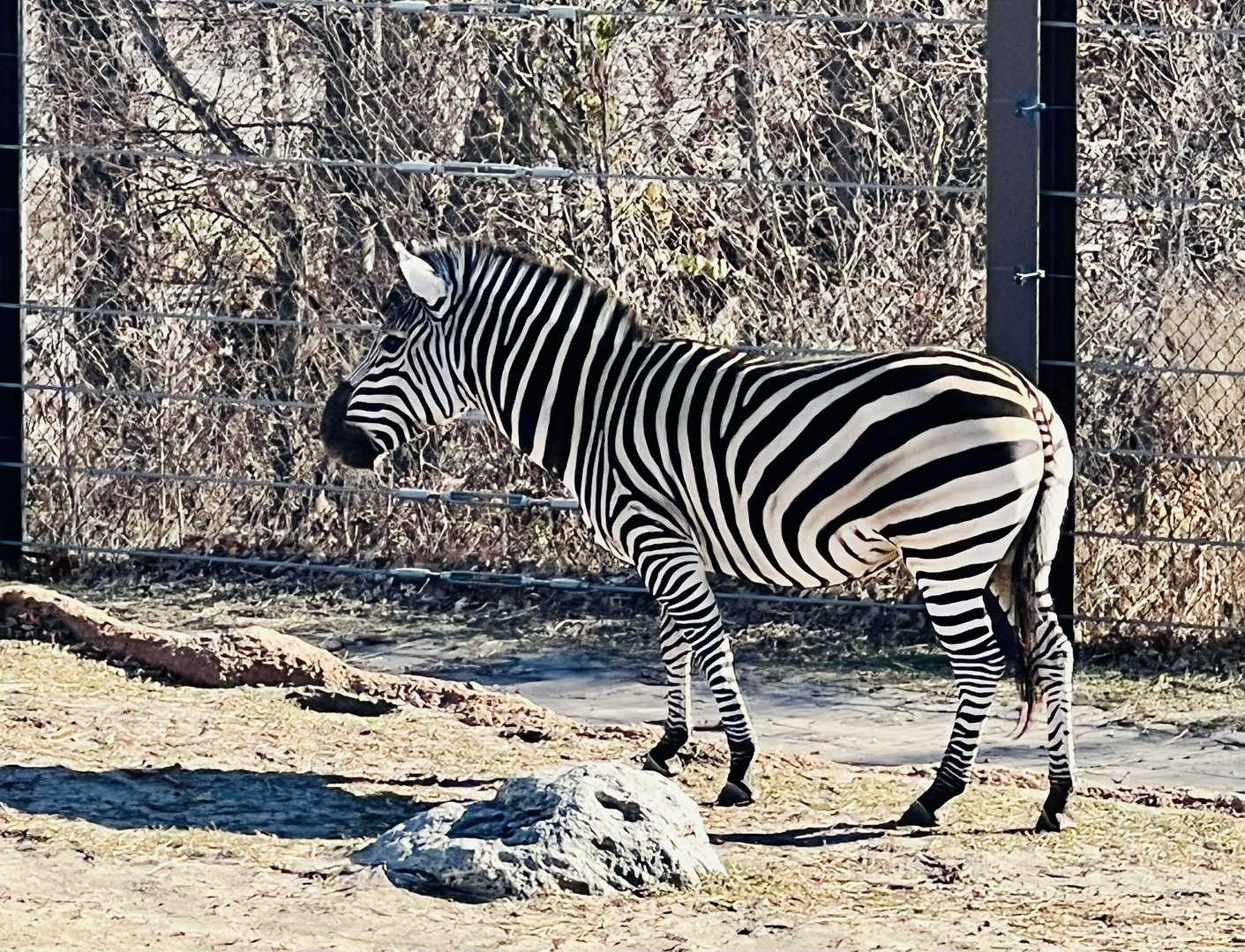 Plains Zebra