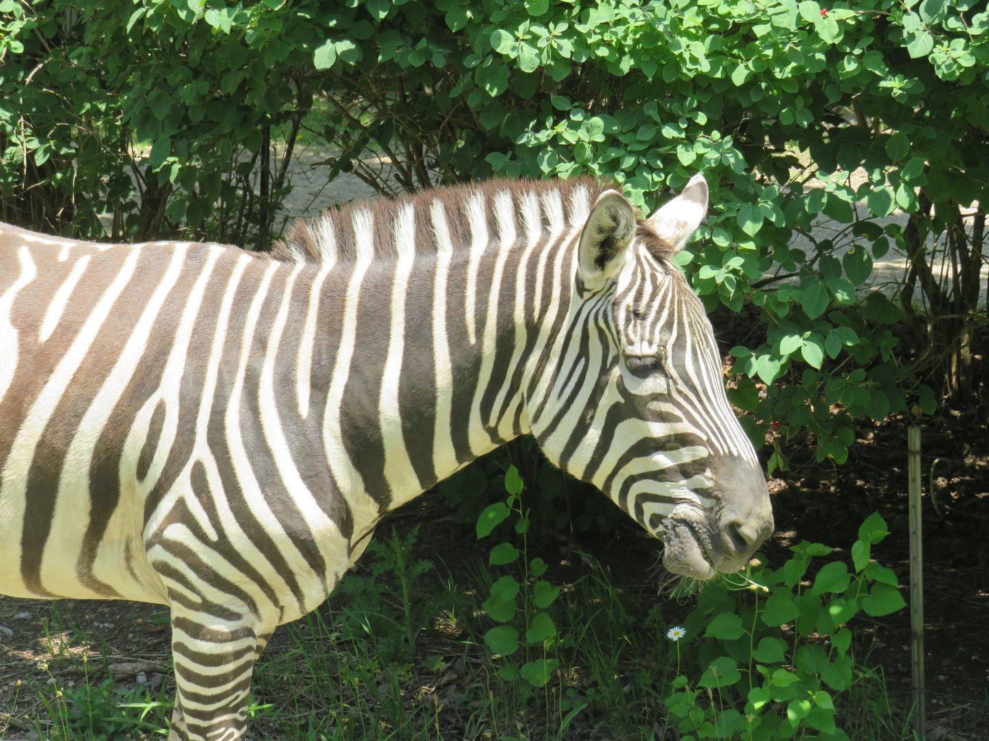 Plains zebra