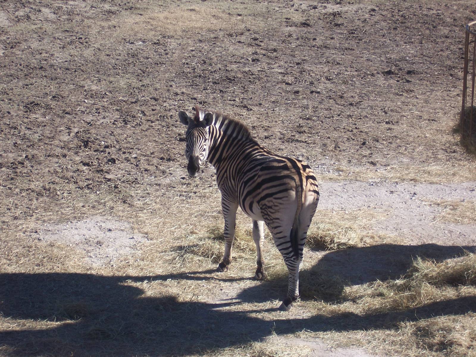 Plains Zebra