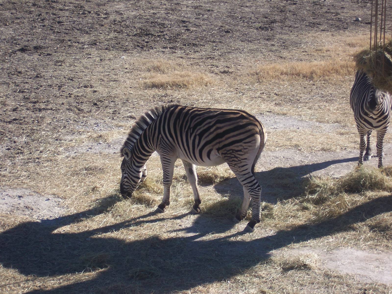 Plains Zebra