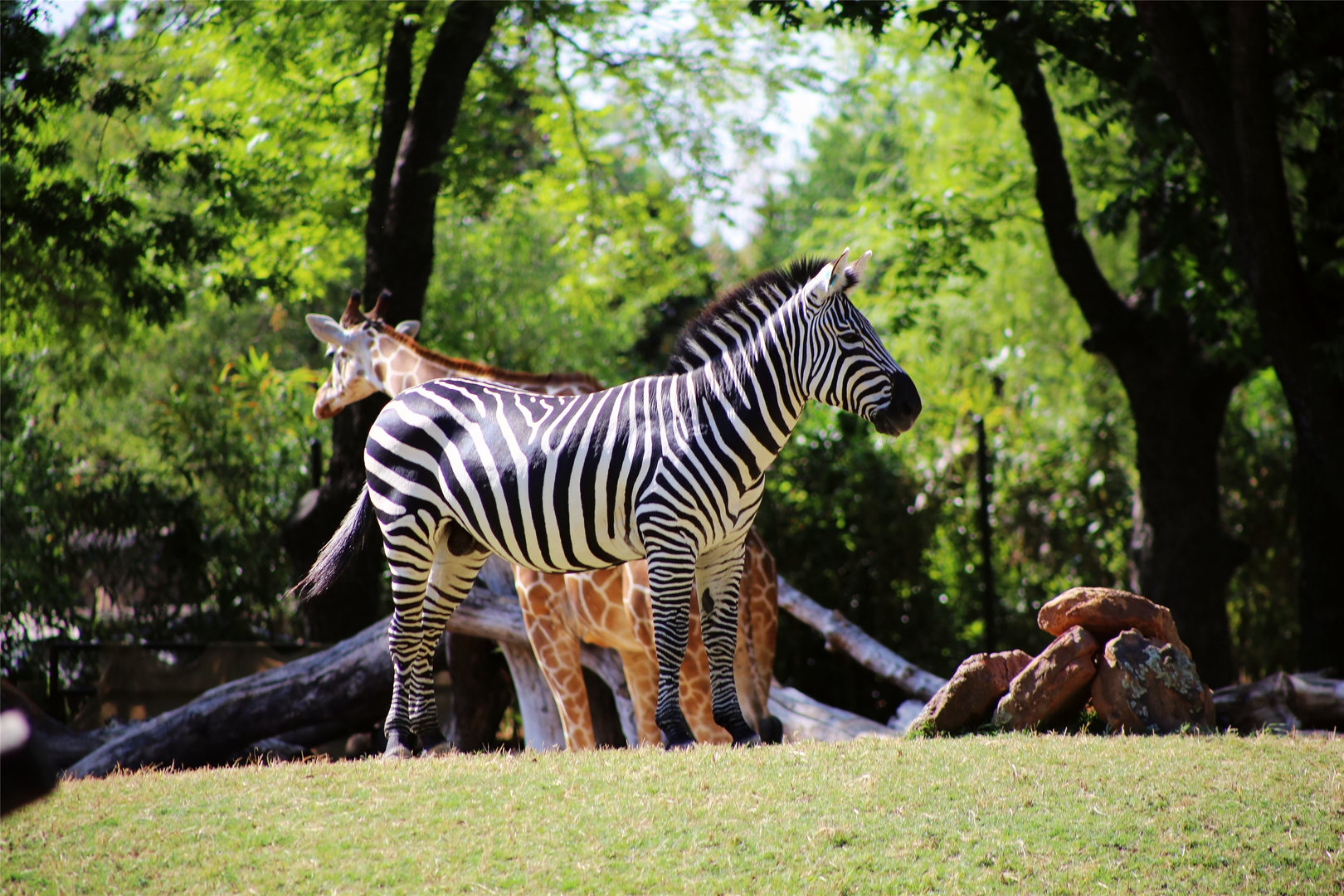 Plains Zebra