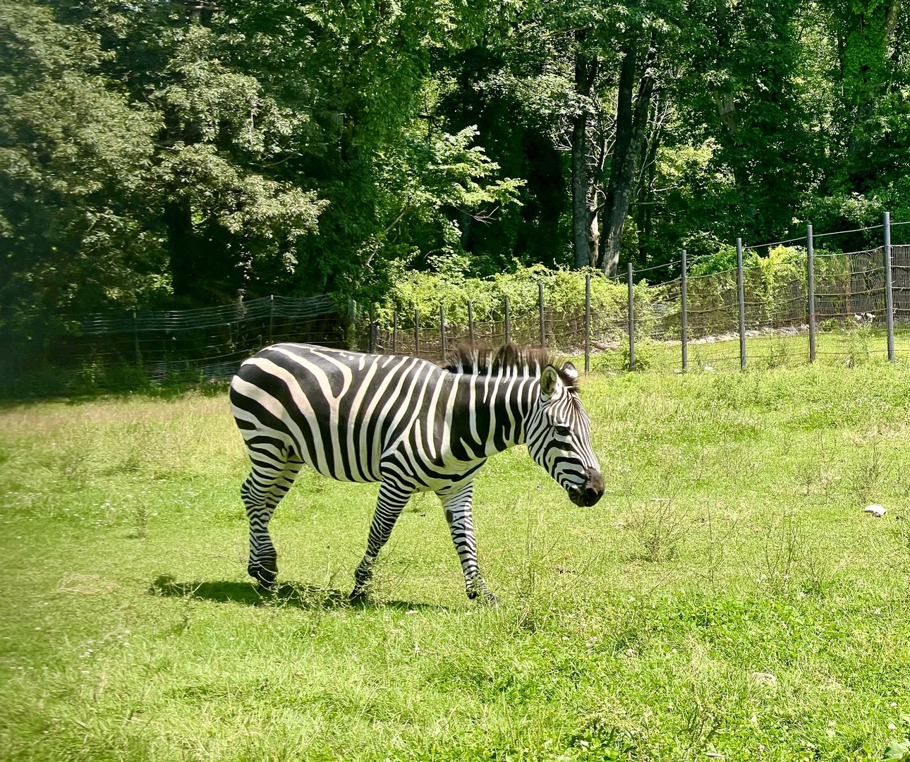 Plains Zebra