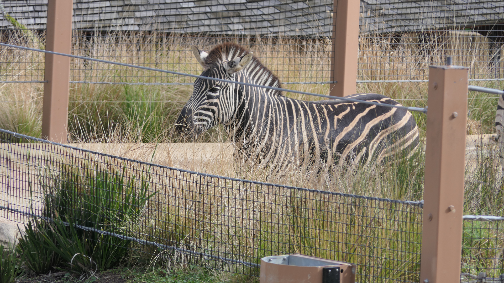 Plains Zebra