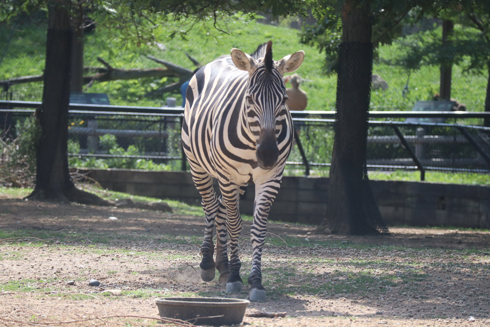Plains Zebra