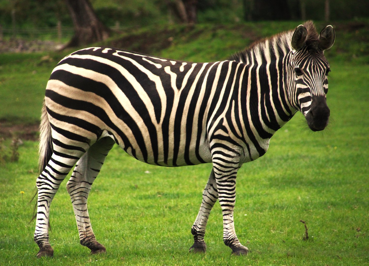 Plain's Zebra