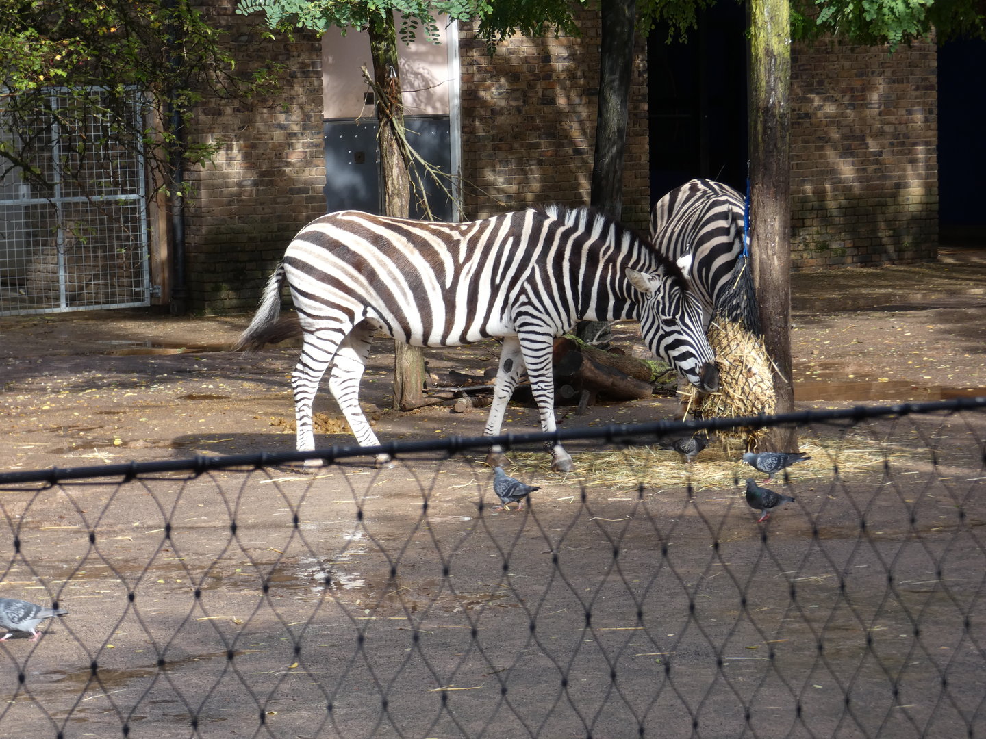 Plains zebra