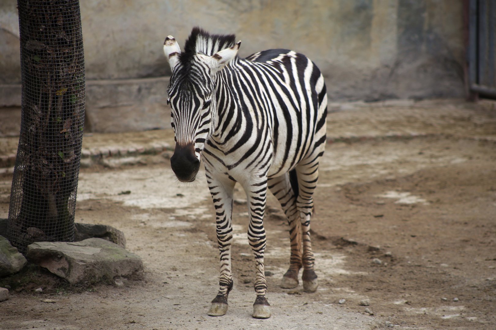 Plains Zebra