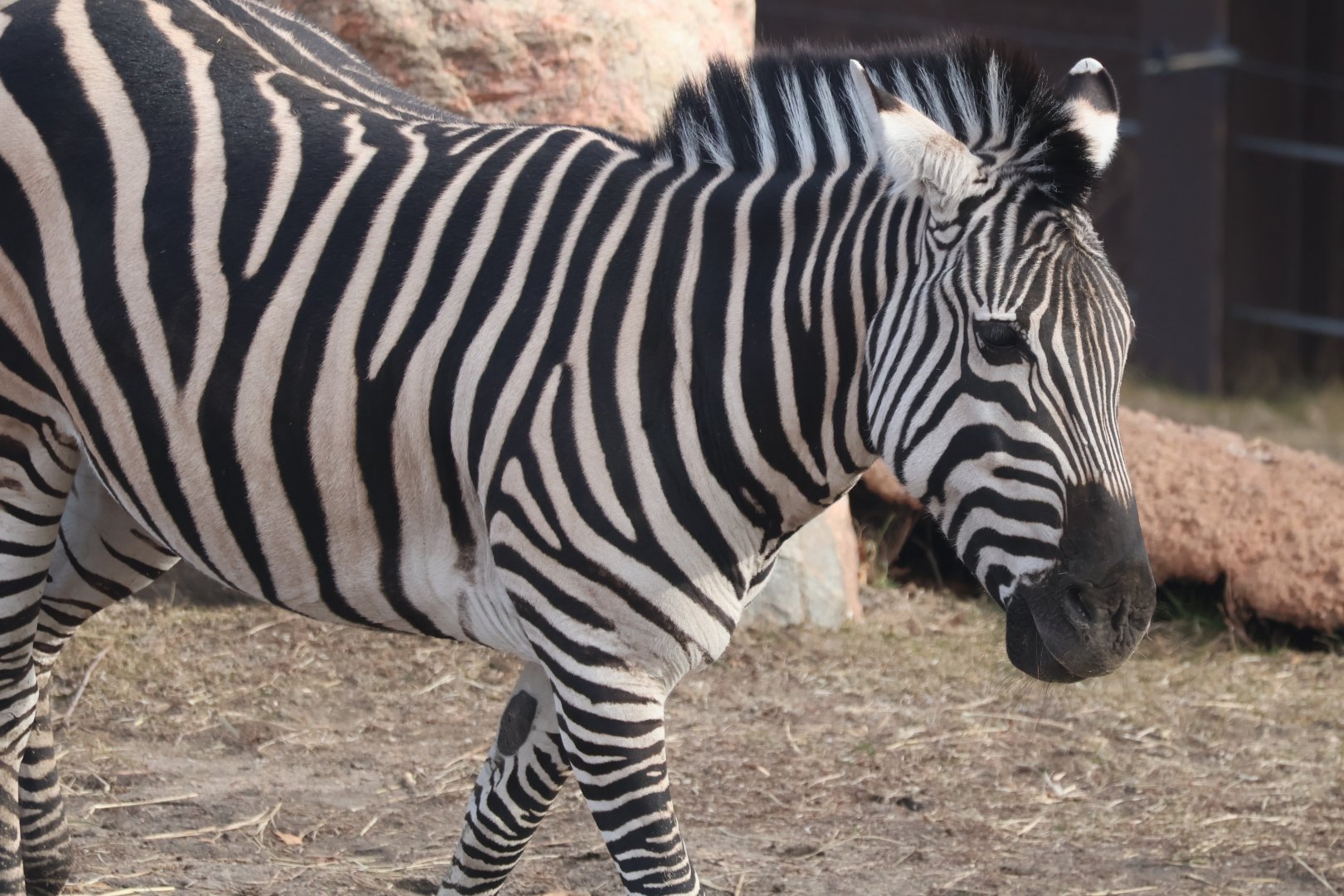 Plains Zebra