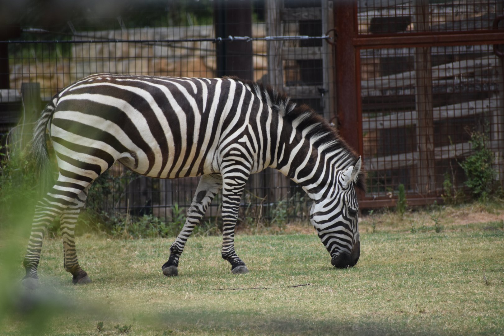 Plains Zebra