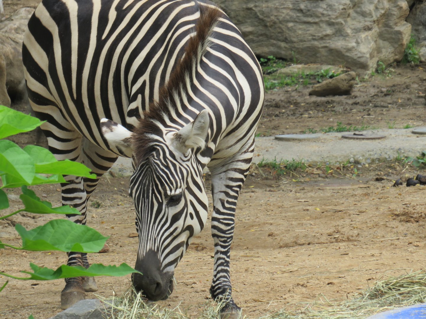 Plains zebra