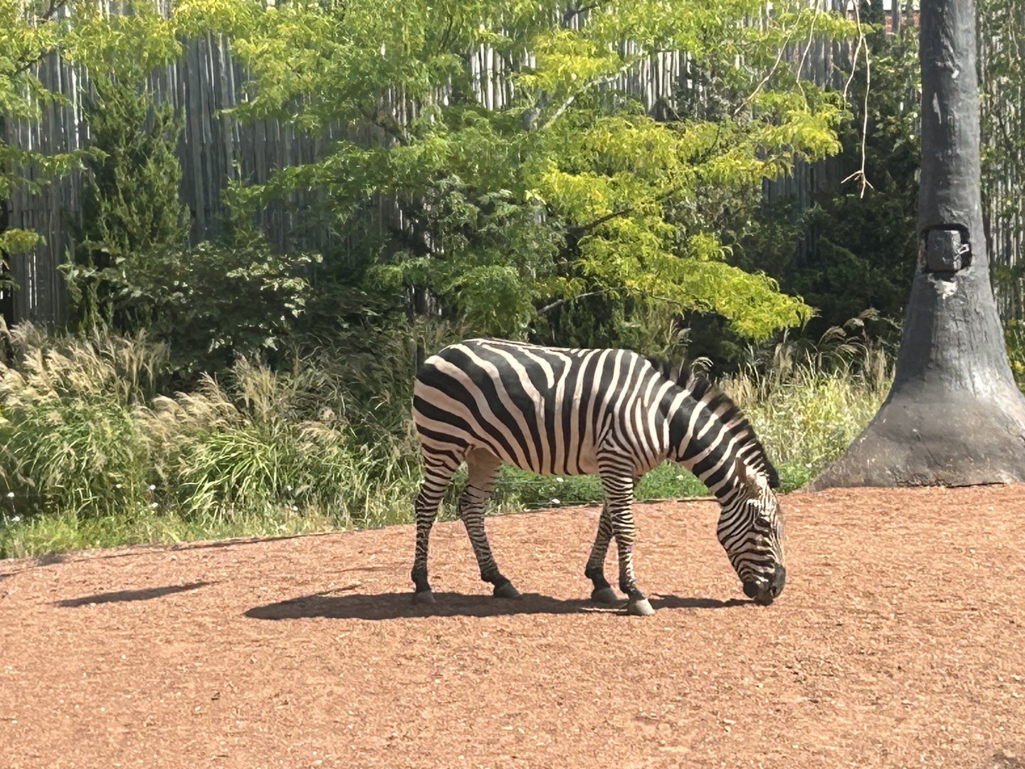 Plains zebra