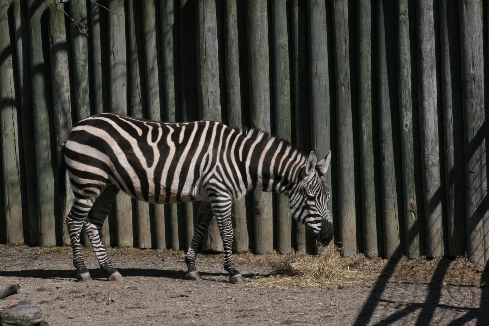 Plains Zebra