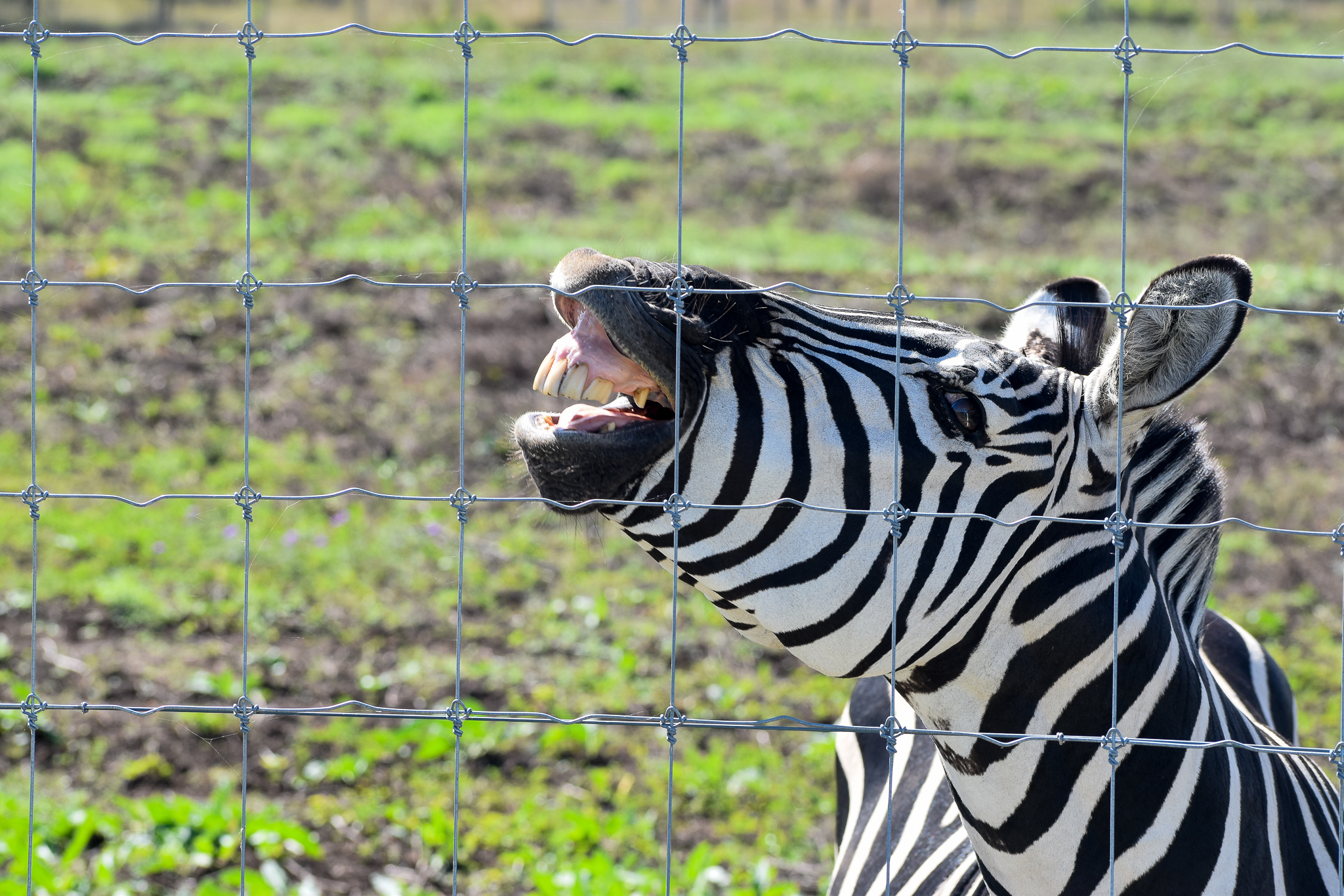 Plains Zebra