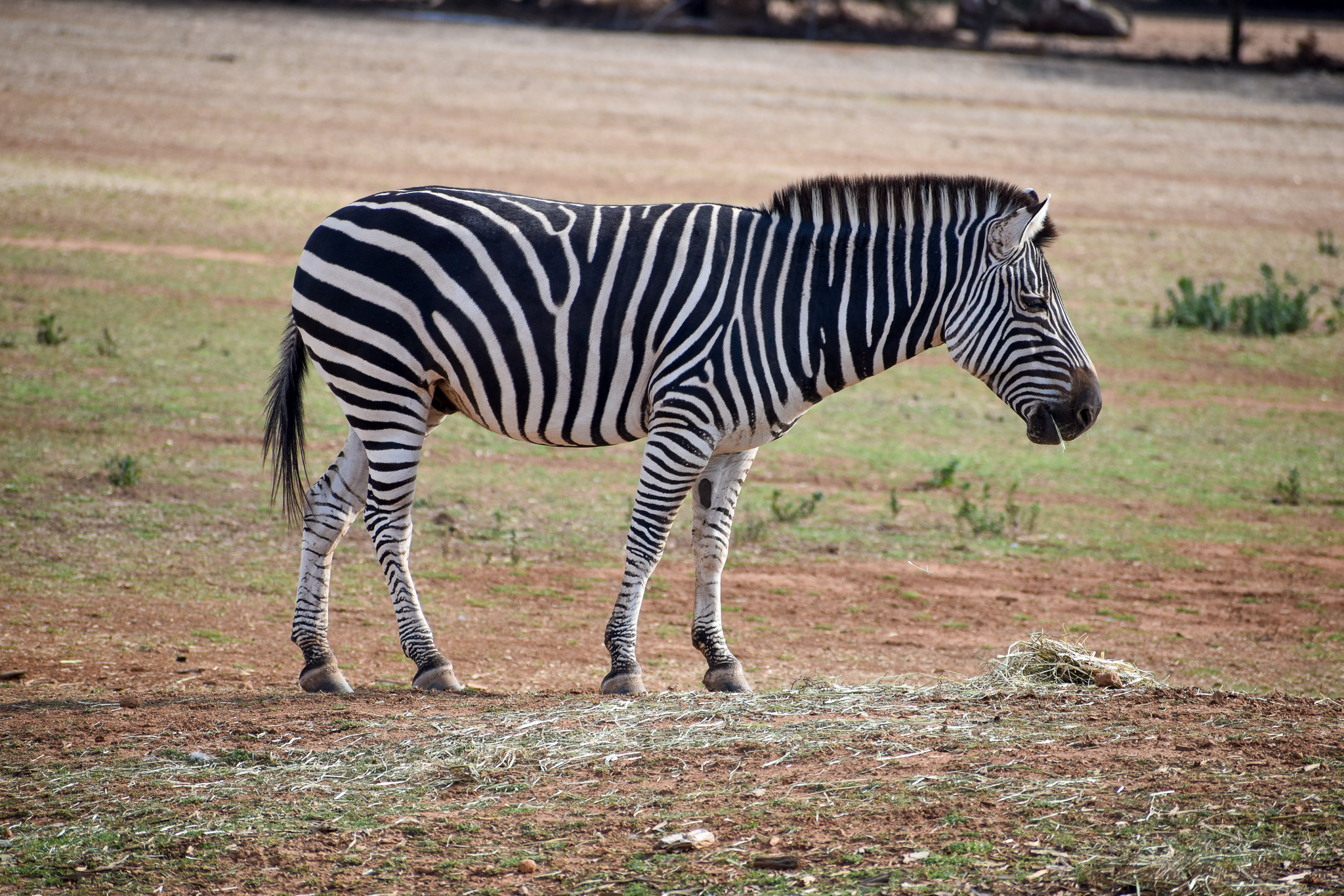 Plains Zebra
