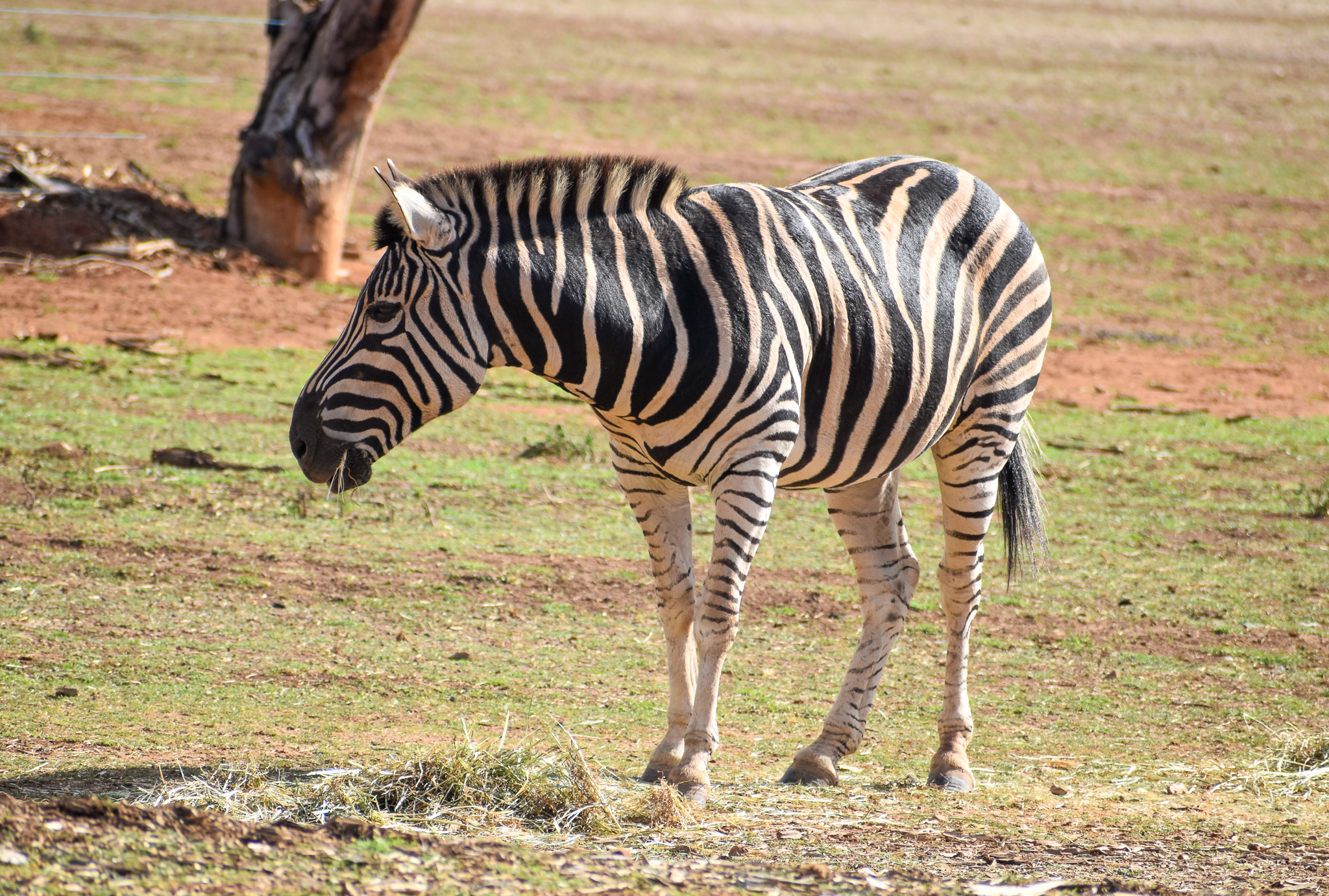 Plains Zebra