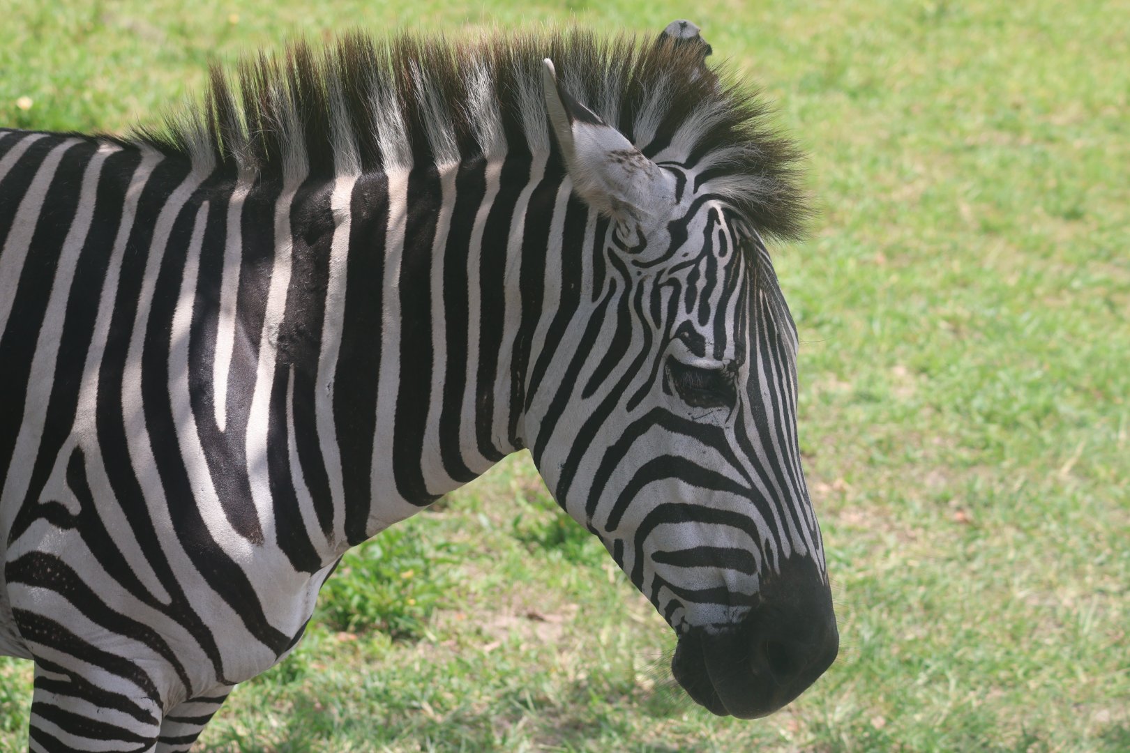 Plains zebra