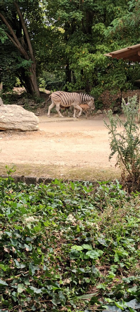 Plains Zebra