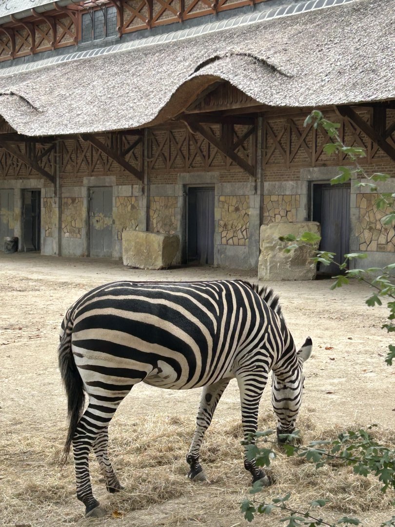 Plains zebra