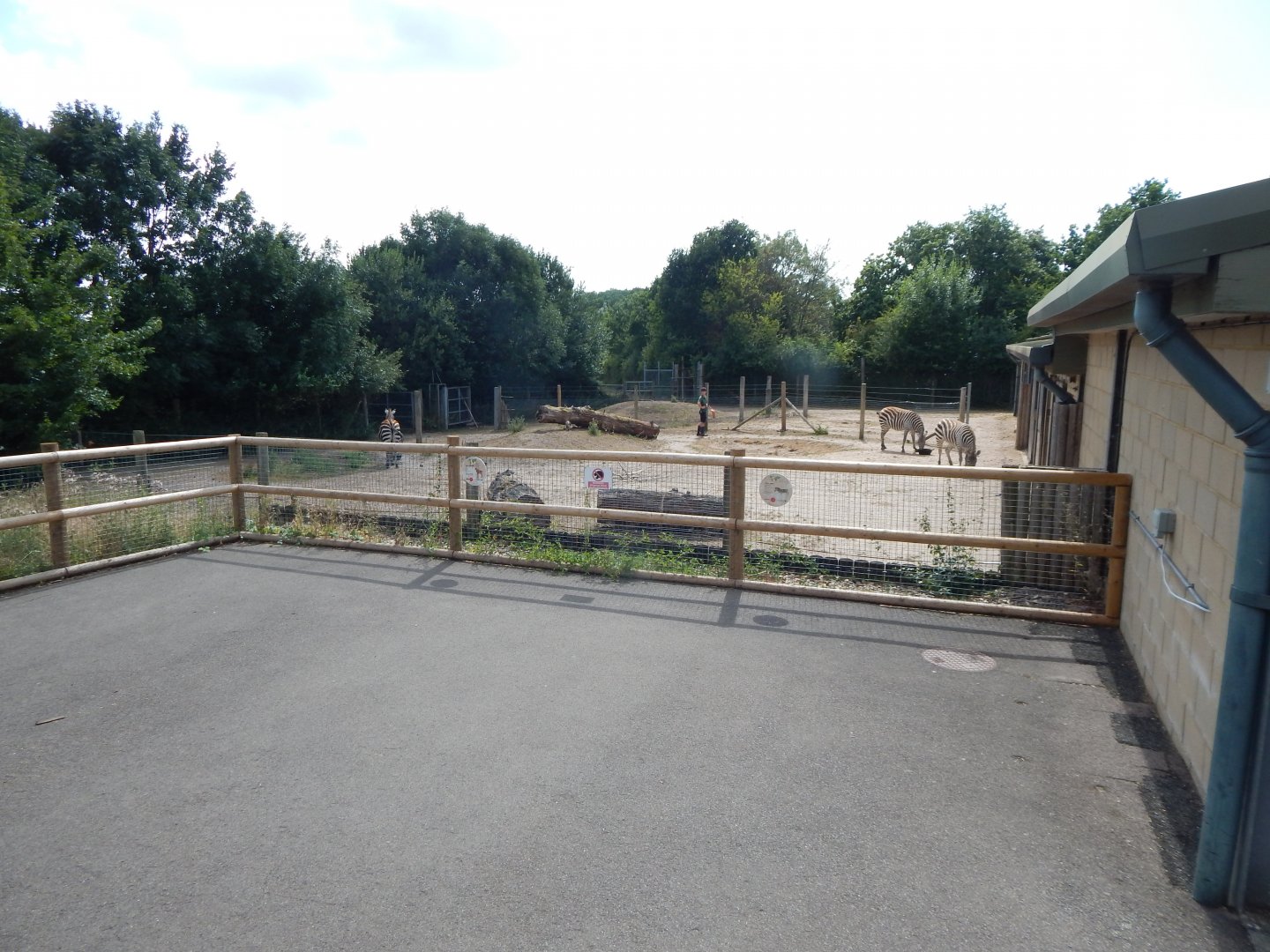 Plains zebras 150725