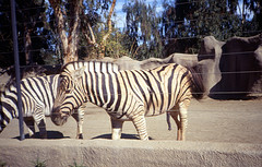 Plains zebras 1991