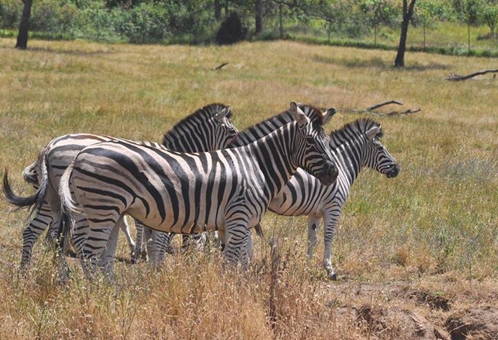 Plains Zebras - Africa Section
