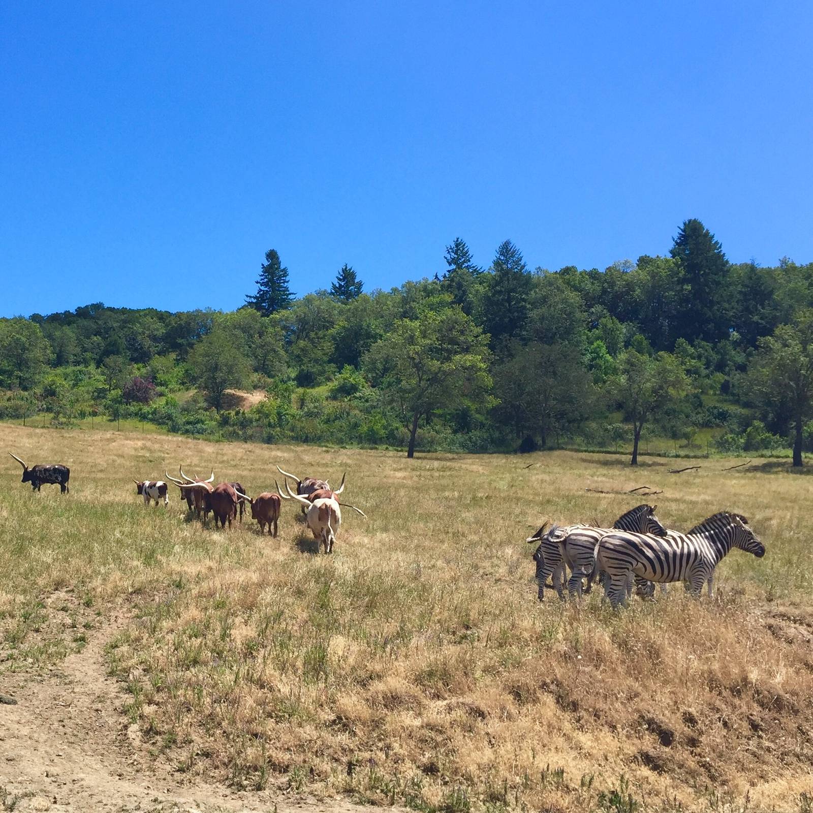 Plains Zebras and Cattle - Africa Section