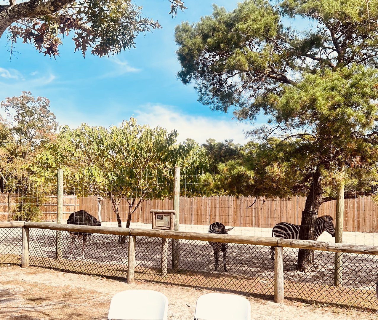 Plains Zebras and Ostrich