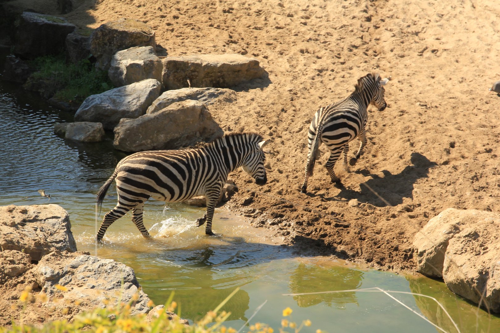 Plains Zebras crossing little river (April 2019)