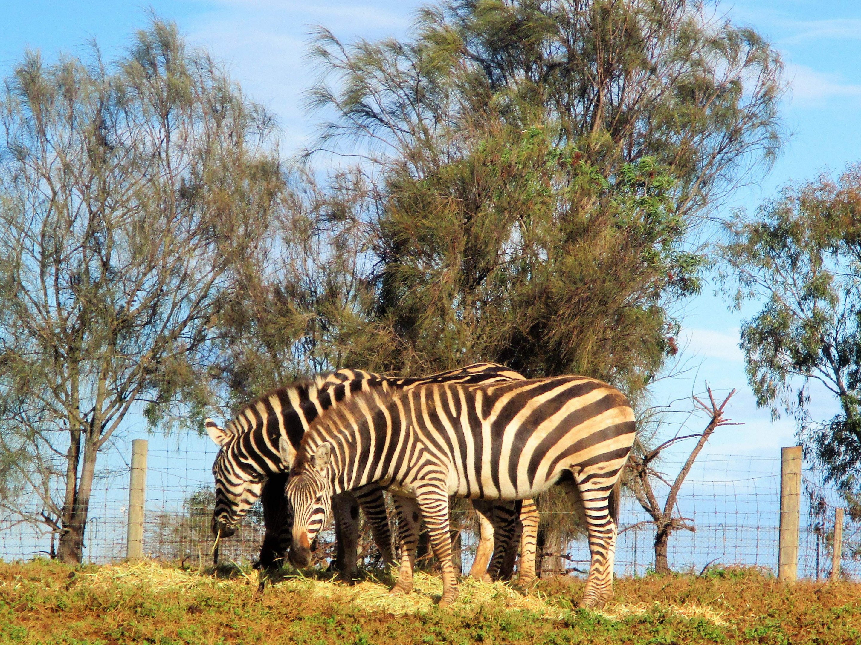 Plains Zebras (Equus quagga)