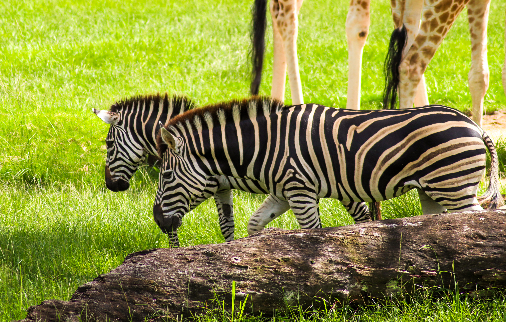 Plains Zebras (Equus quagga)