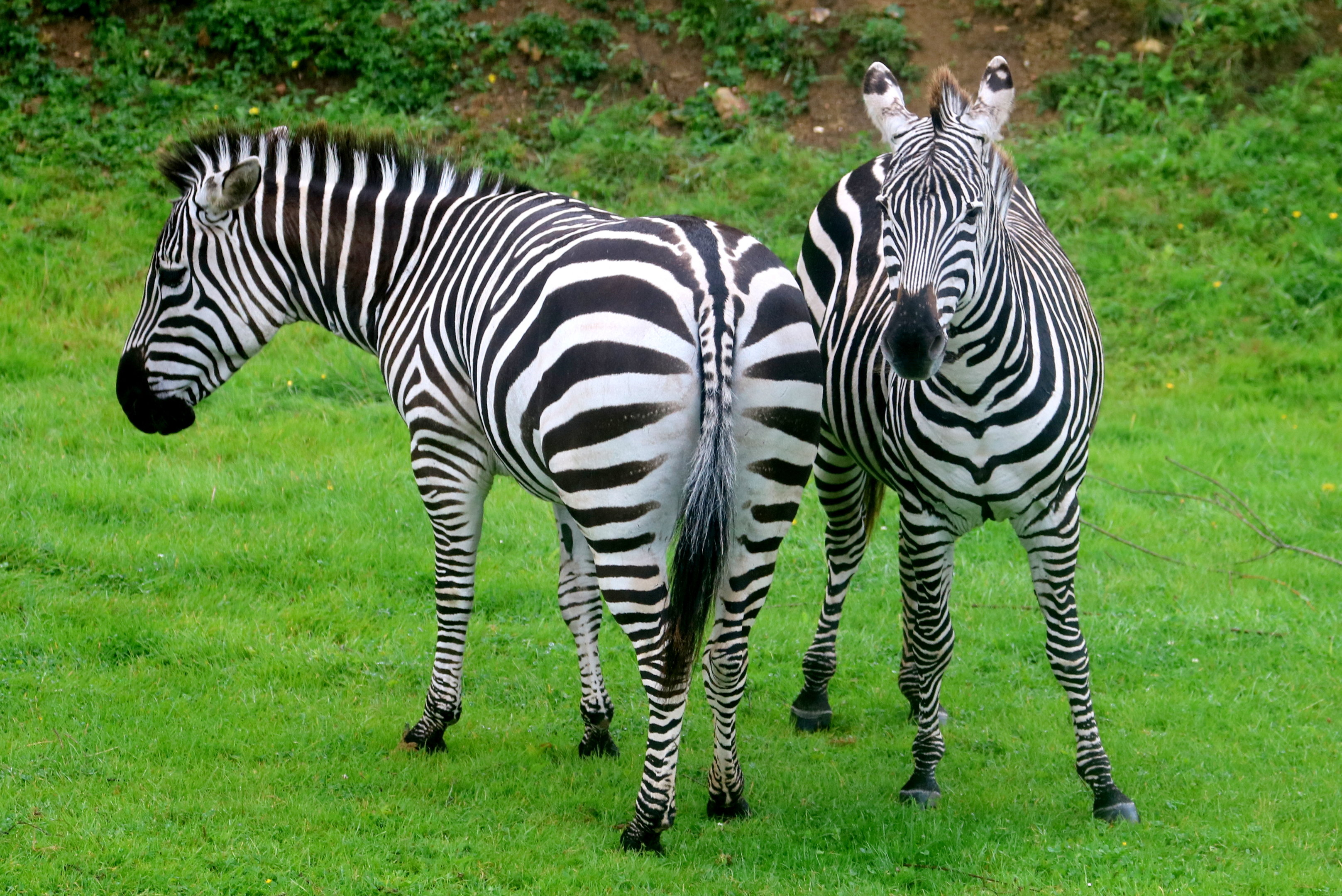 Plains zebras; Marwell; 31st August 2023
