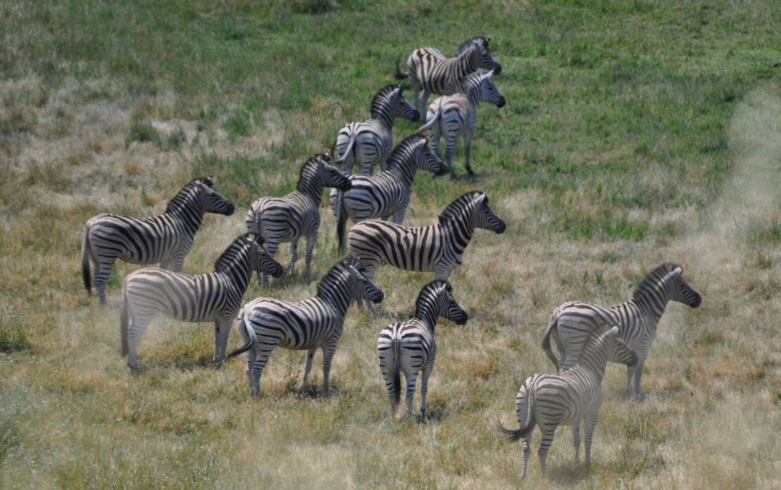 Plains Zebras