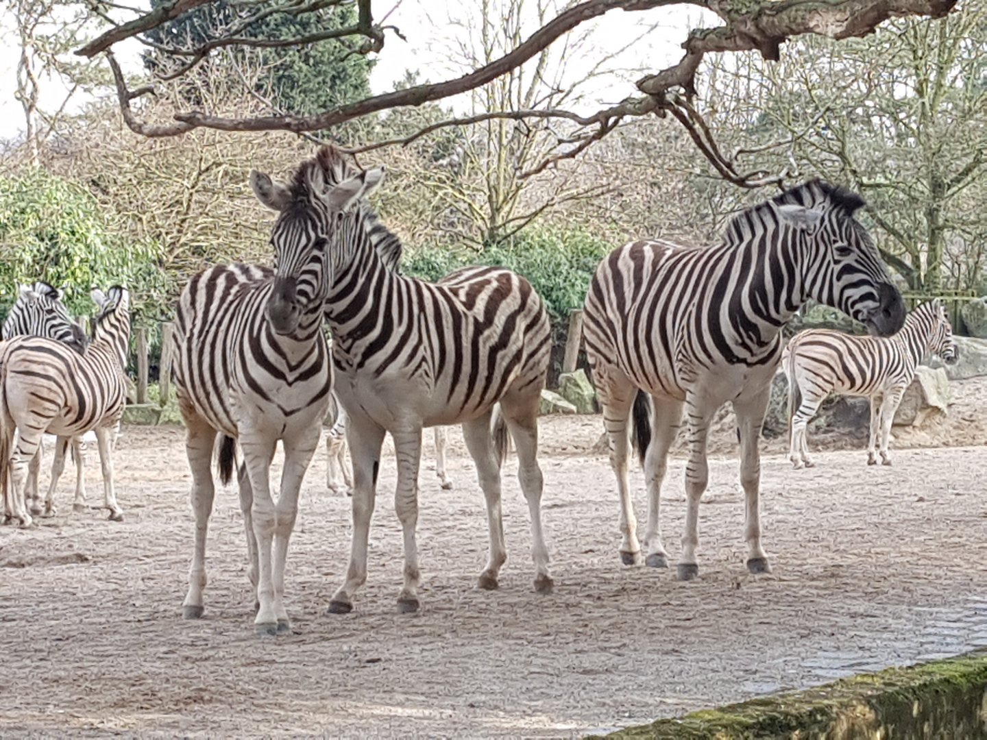 Plains zebras
