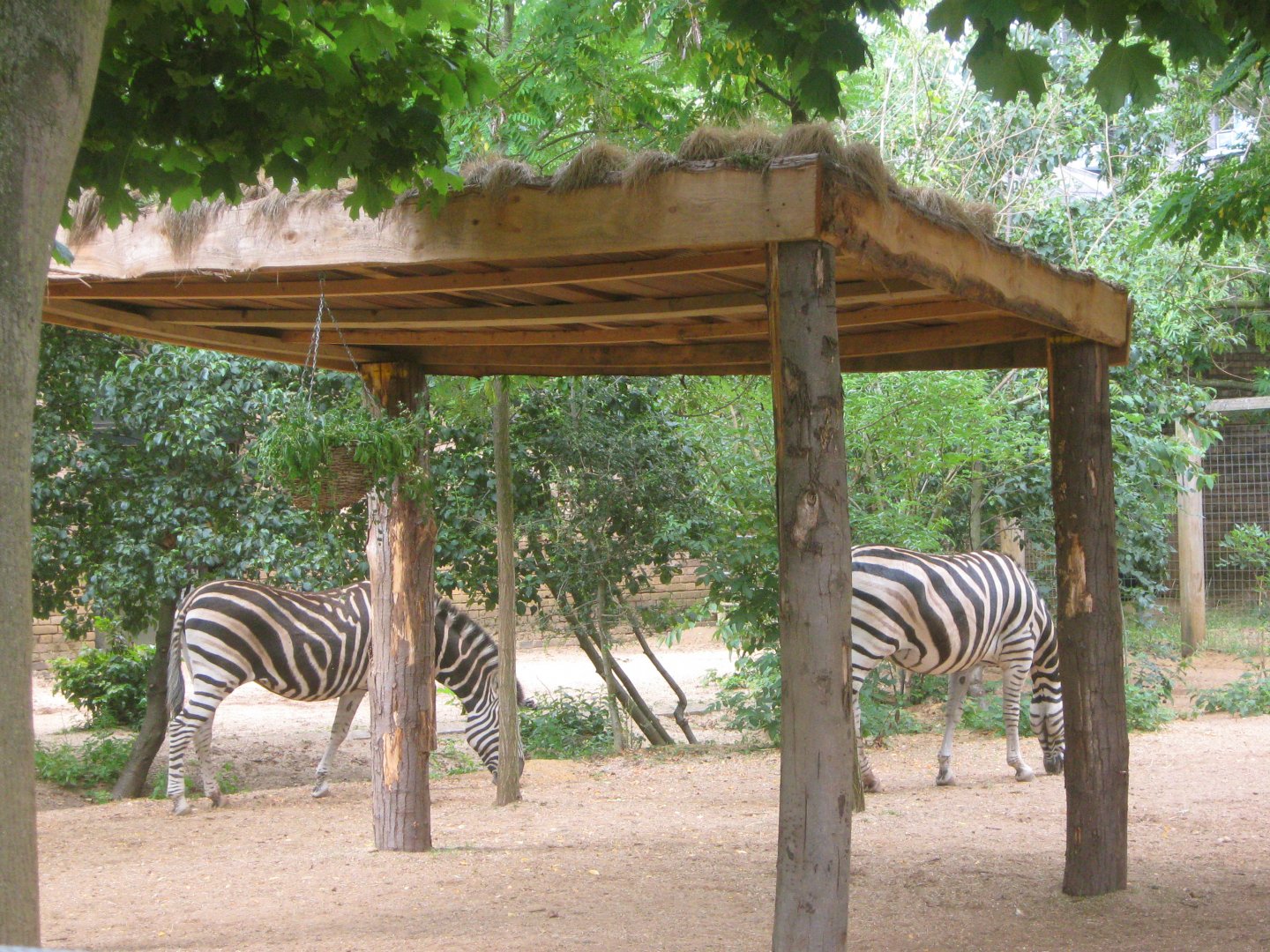 Plains Zebras