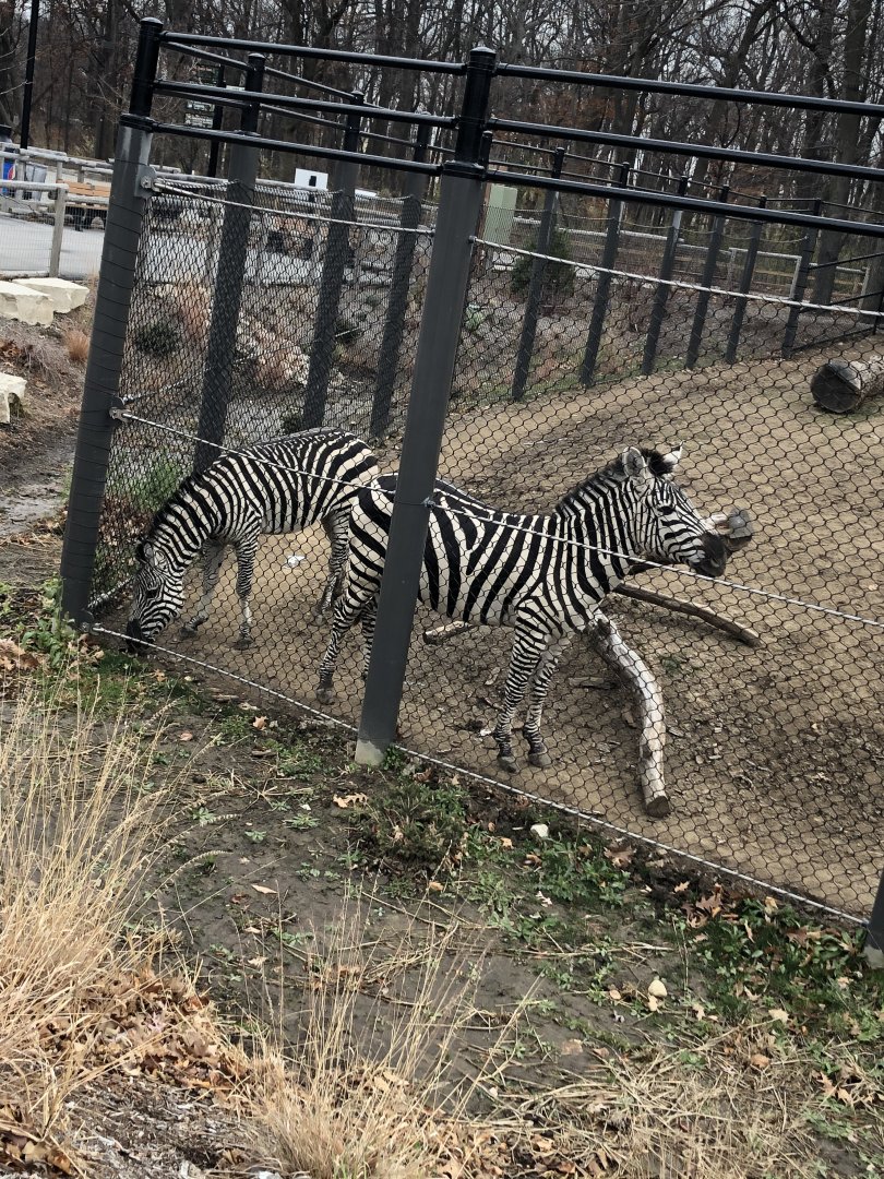 Plains Zebras